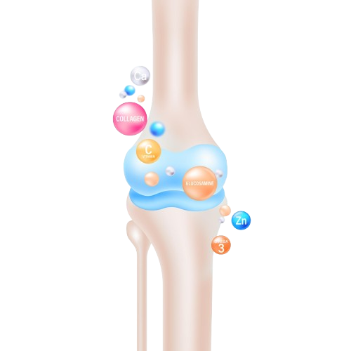 knee joint health nutrients supplements vector illustration 194782 1751 removebg preview